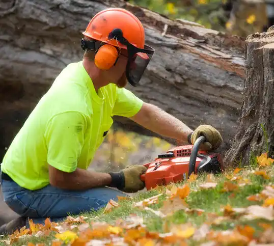 tree services Leonardo